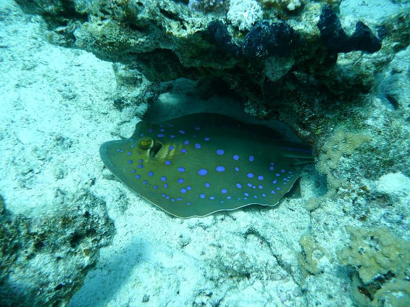 20 Blaupunktrochen.JPG